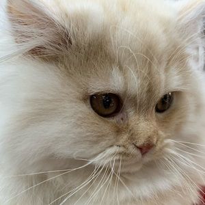 Meet your Posher, Safa